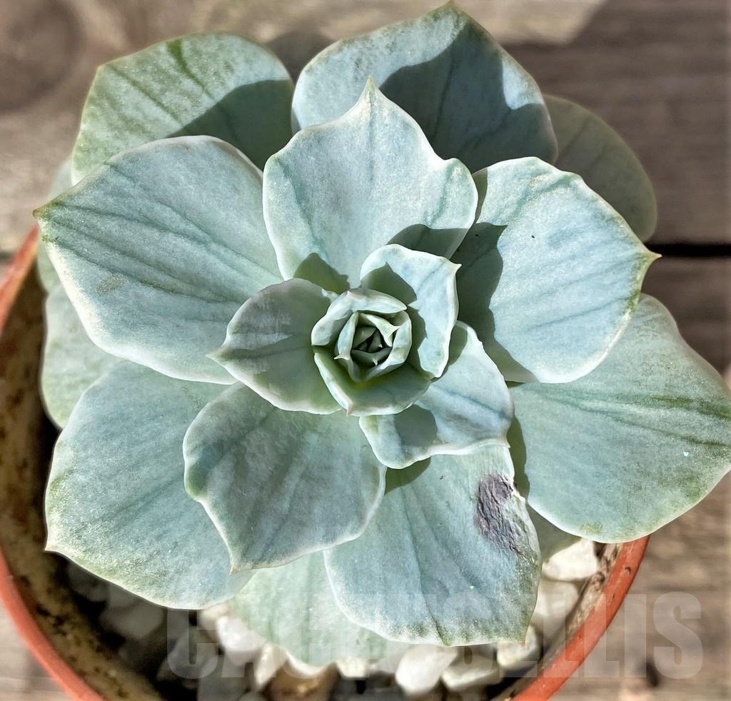 SHPR18358 Echeveria 'Silver Queen' f. varigata