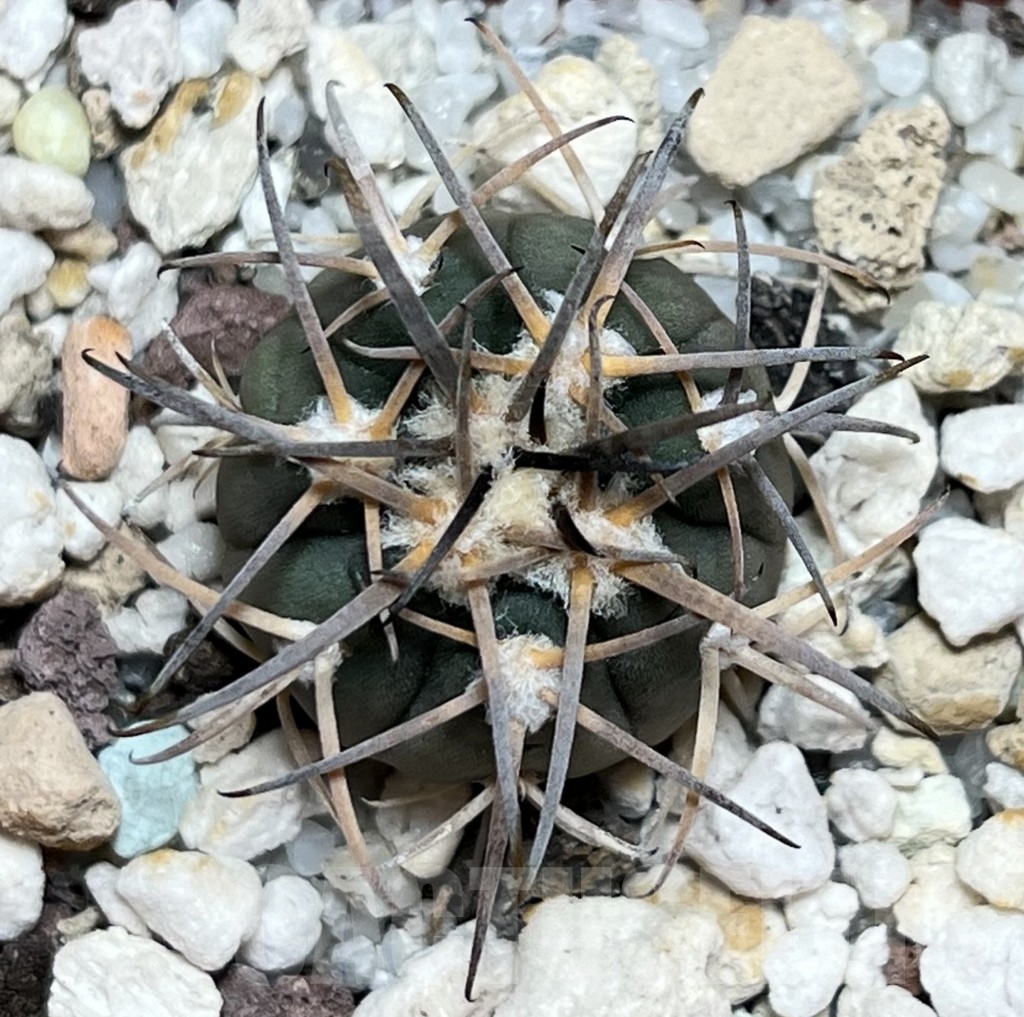 SHPR18971 Gymnocalycium spegazzinii TOM 314/1 - Image 2