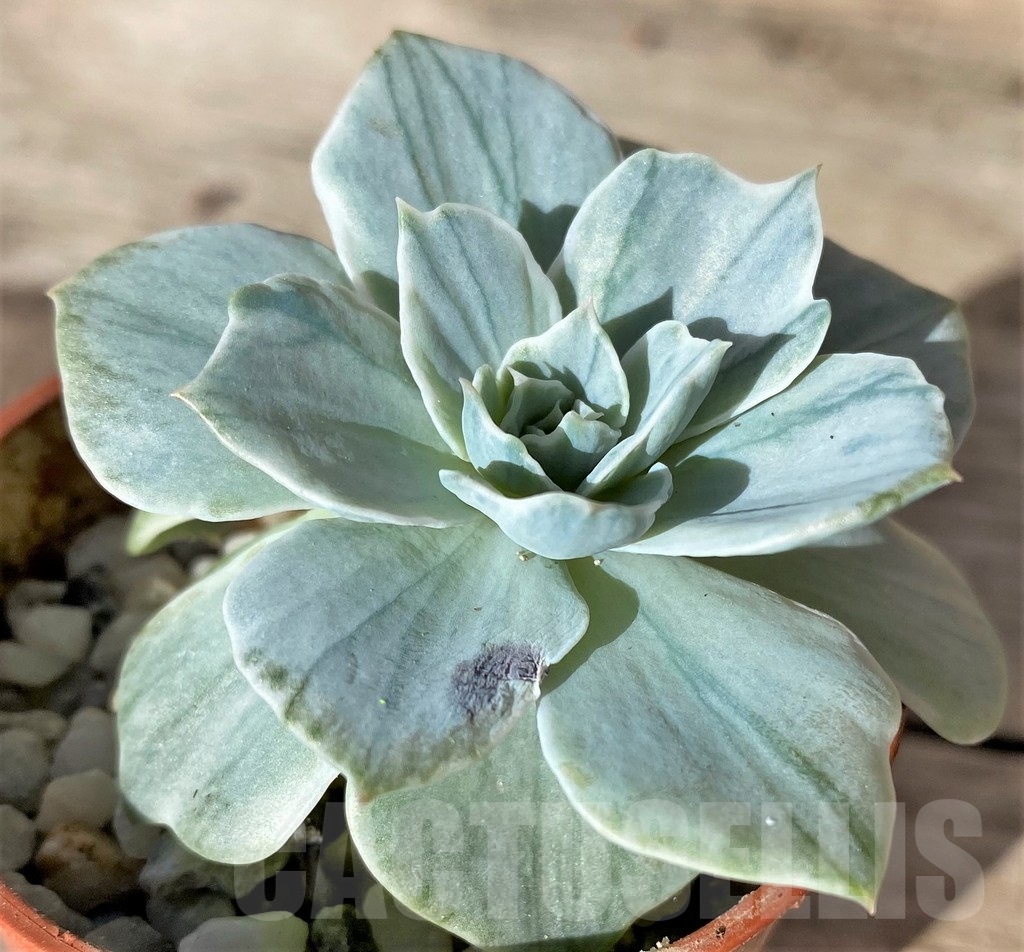 SHPR18358 Echeveria 'Silver Queen' f. varigata - Obrázek 2