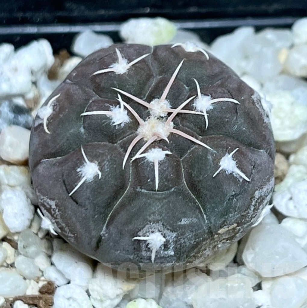 SHPR18972 Gymnocalycium prochazkianum
