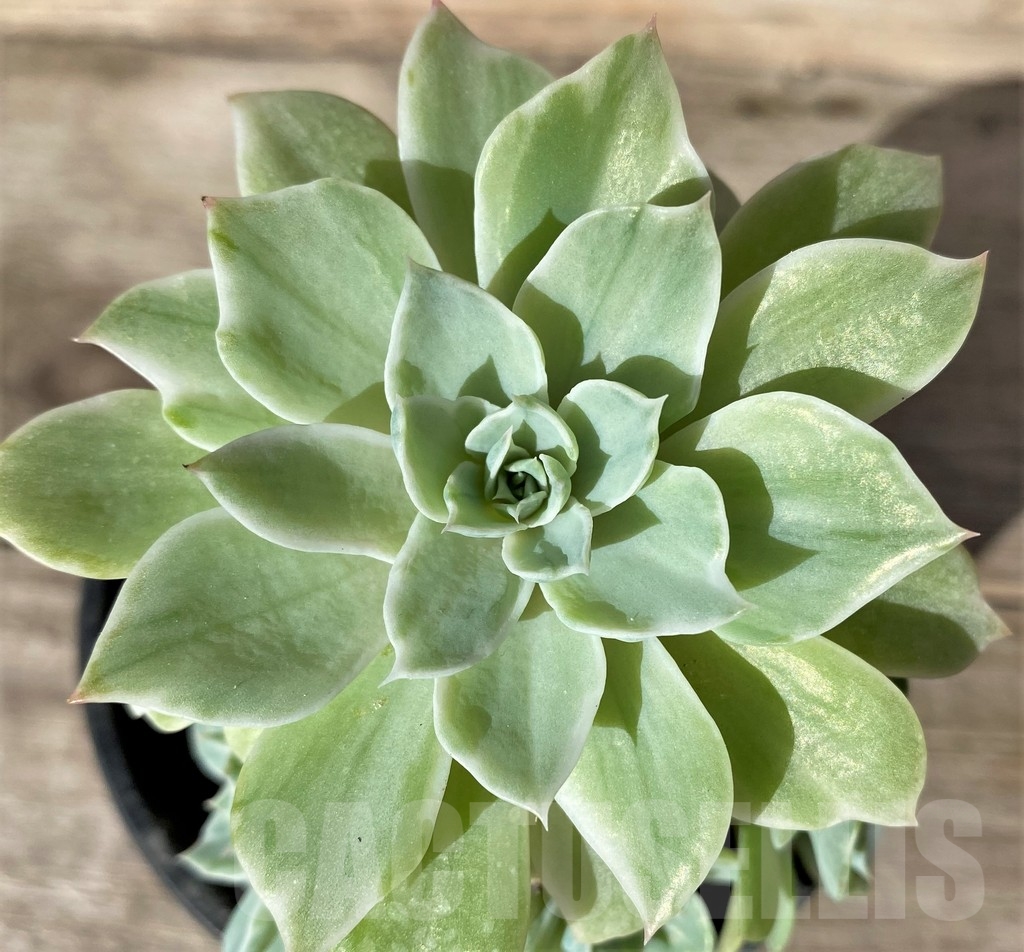 SHPR18359 Echeveria 'Silver Queen' f. varigata