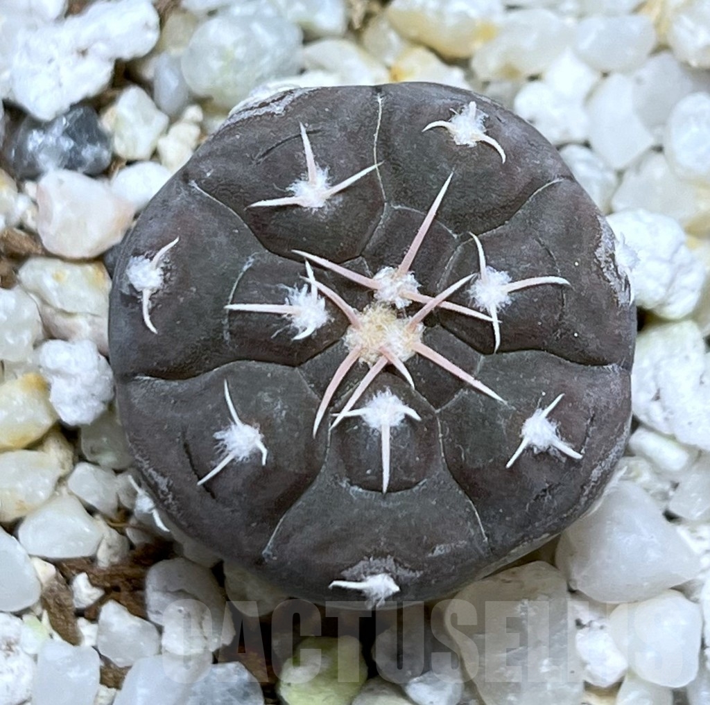 SHPR18972 Gymnocalycium prochazkianum - Image 2