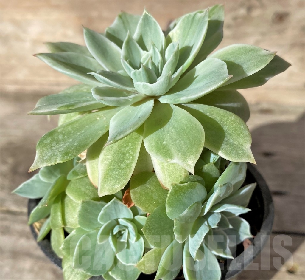SHPR18359 Echeveria 'Silver Queen' f. varigata - Obrázek 2