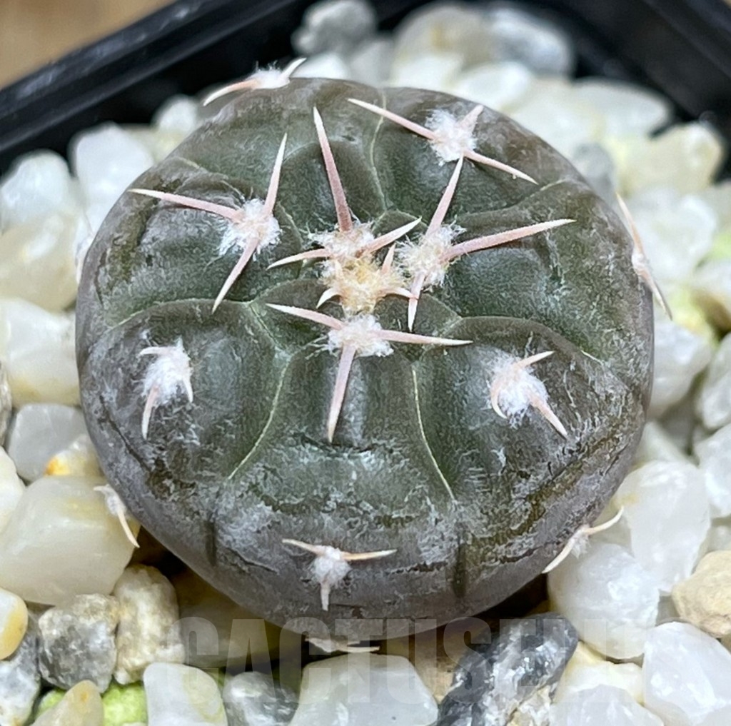 SHPR18973 Gymnocalycium prochazkianum