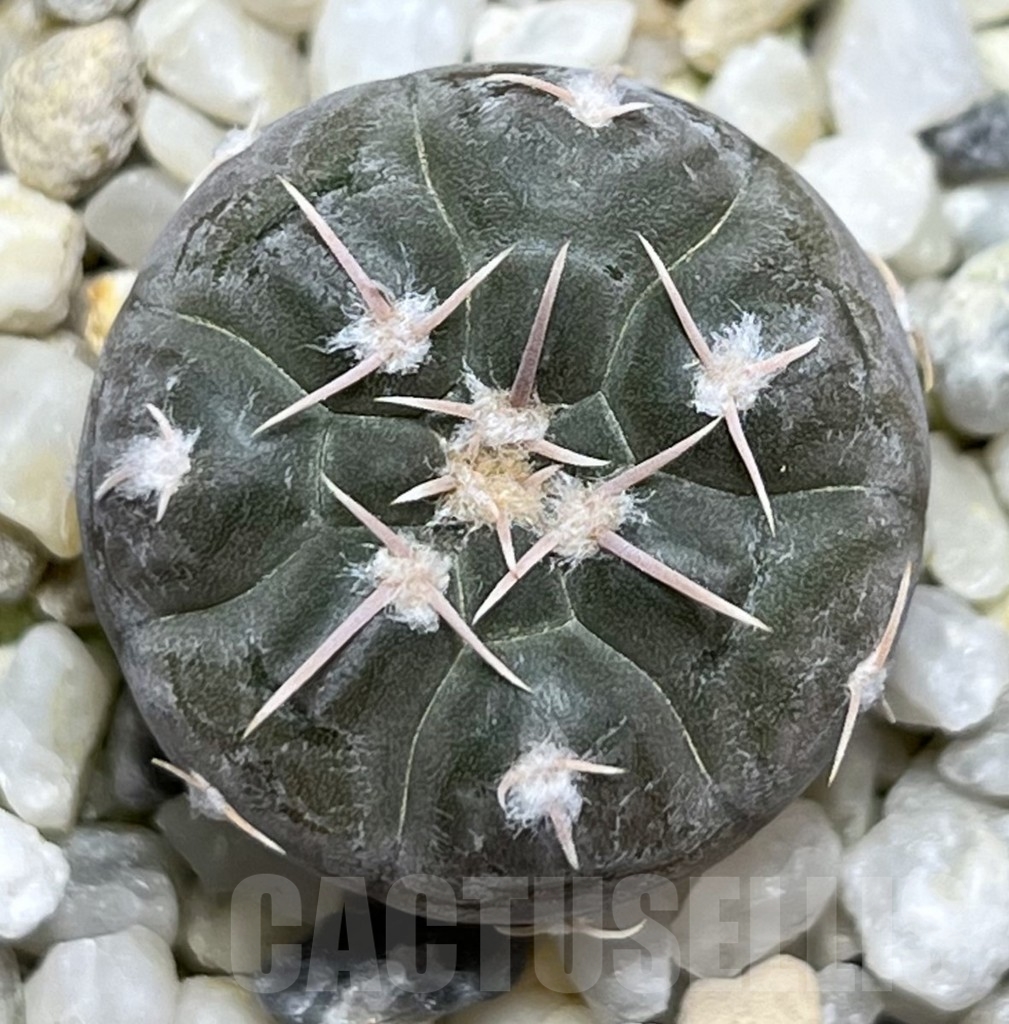 SHPR18973 Gymnocalycium prochazkianum - Image 2