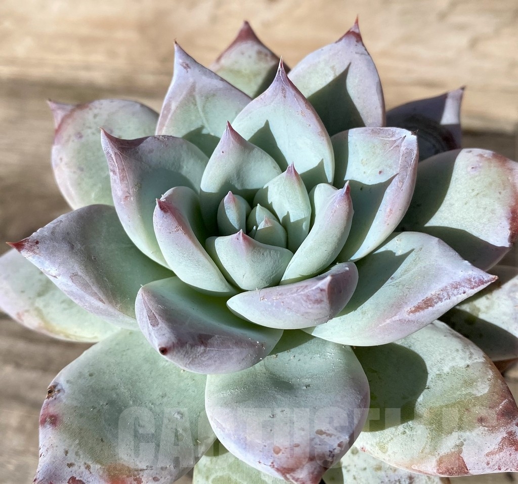 SHPR18360 Echeveria 'Blue Bird' - immagine 3