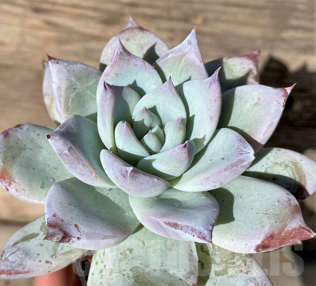SHPR18360 Echeveria 'Blue Bird'