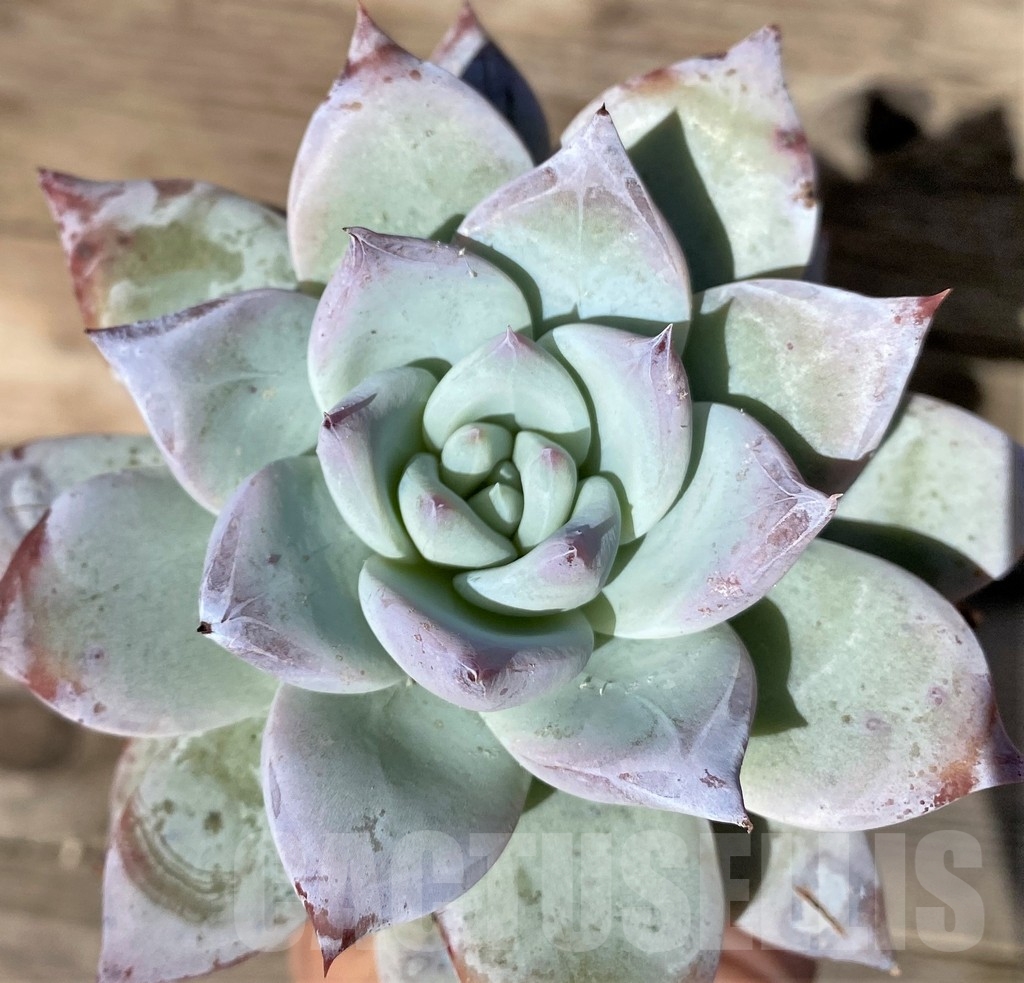 SHPR18360 Echeveria 'Blue Bird' - immagine 2