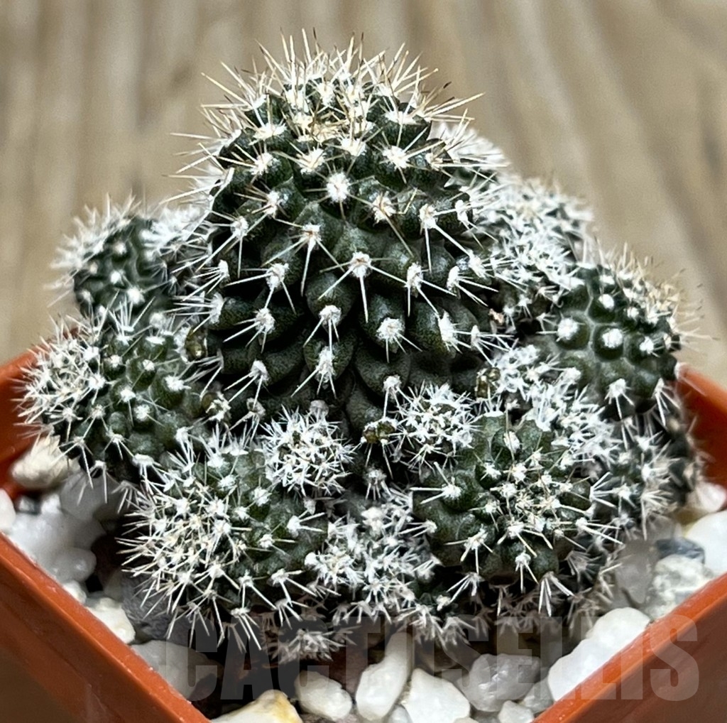 SHPR18975 Neochilenia aff. setosiflora