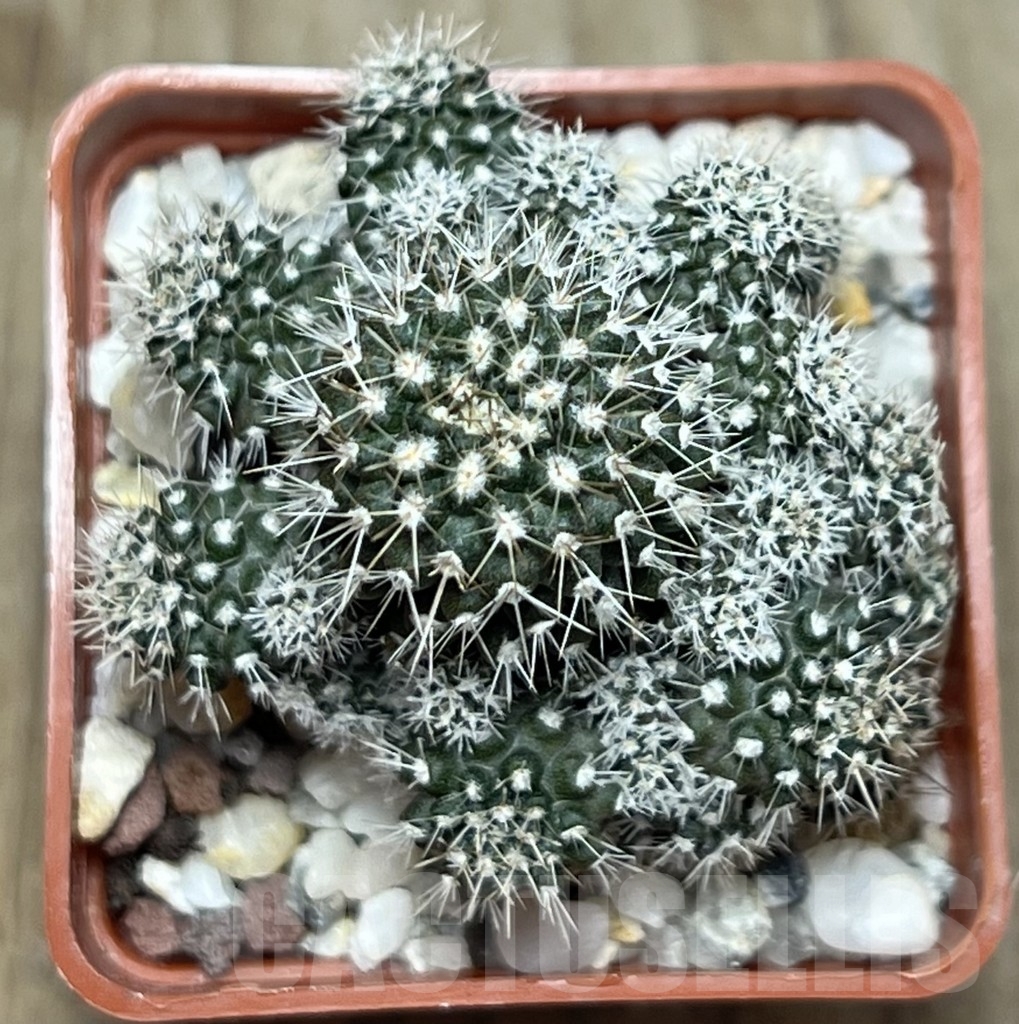 SHPR18975 Neochilenia aff. setosiflora - Image 2