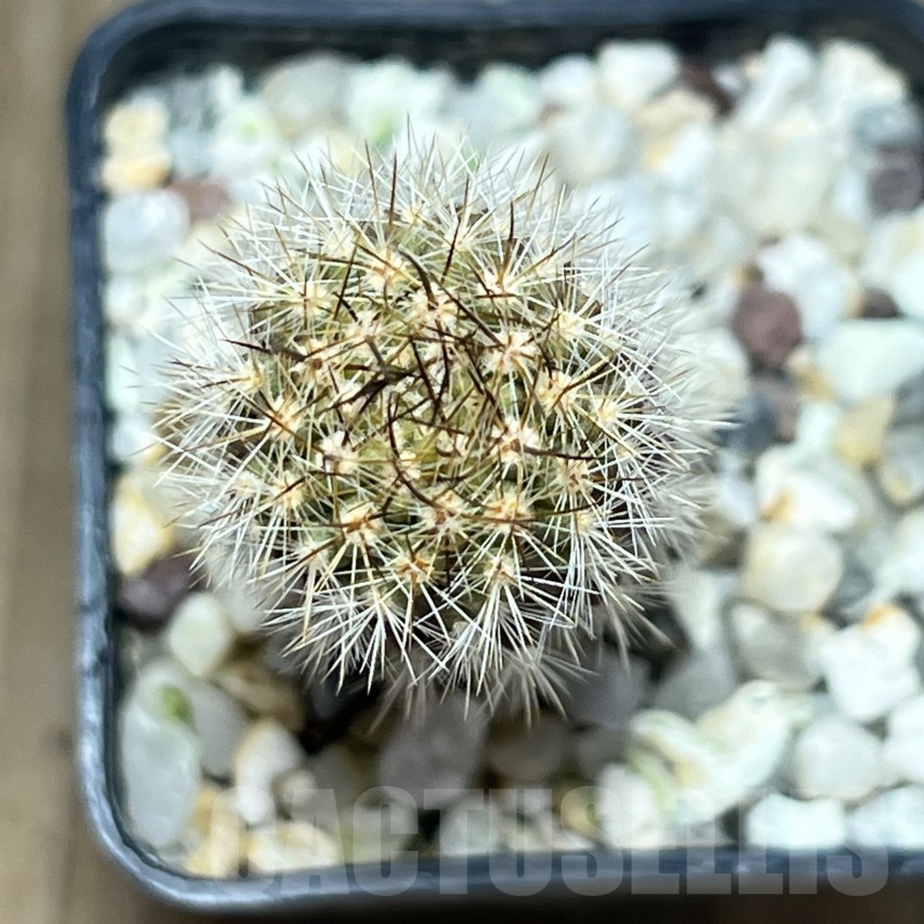 SHPR18976 Neoporteria polyraphis – Bild 3