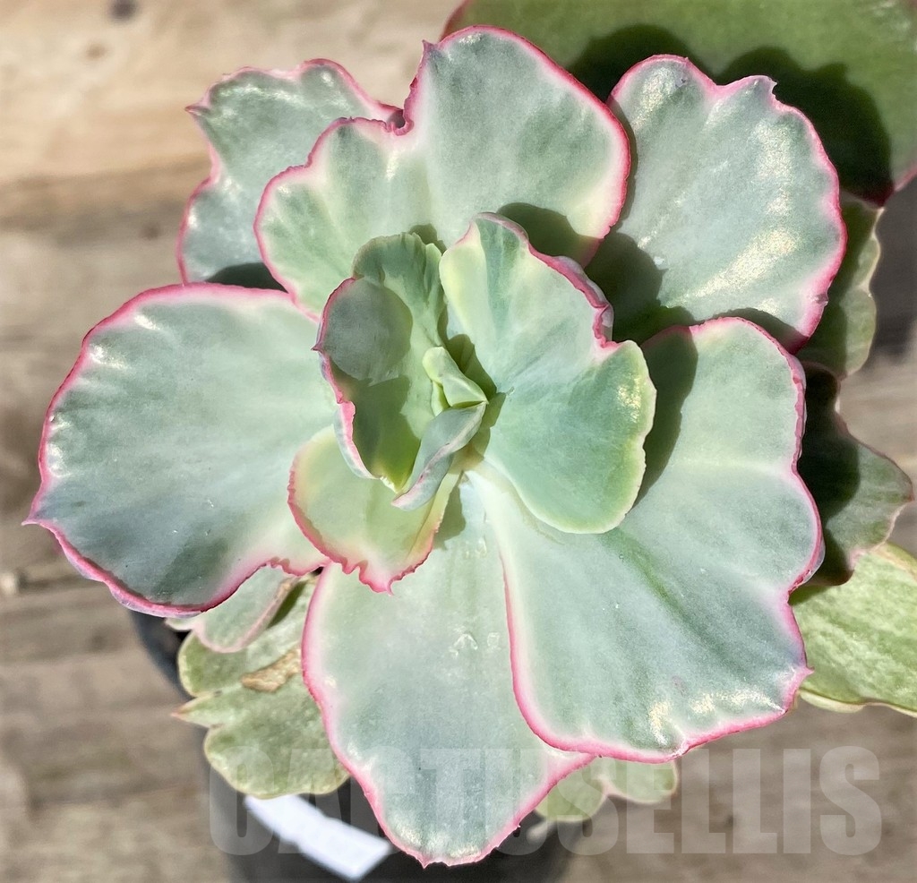 SHPR18362 Echeveria 'Flying Cloud' f. variegata
