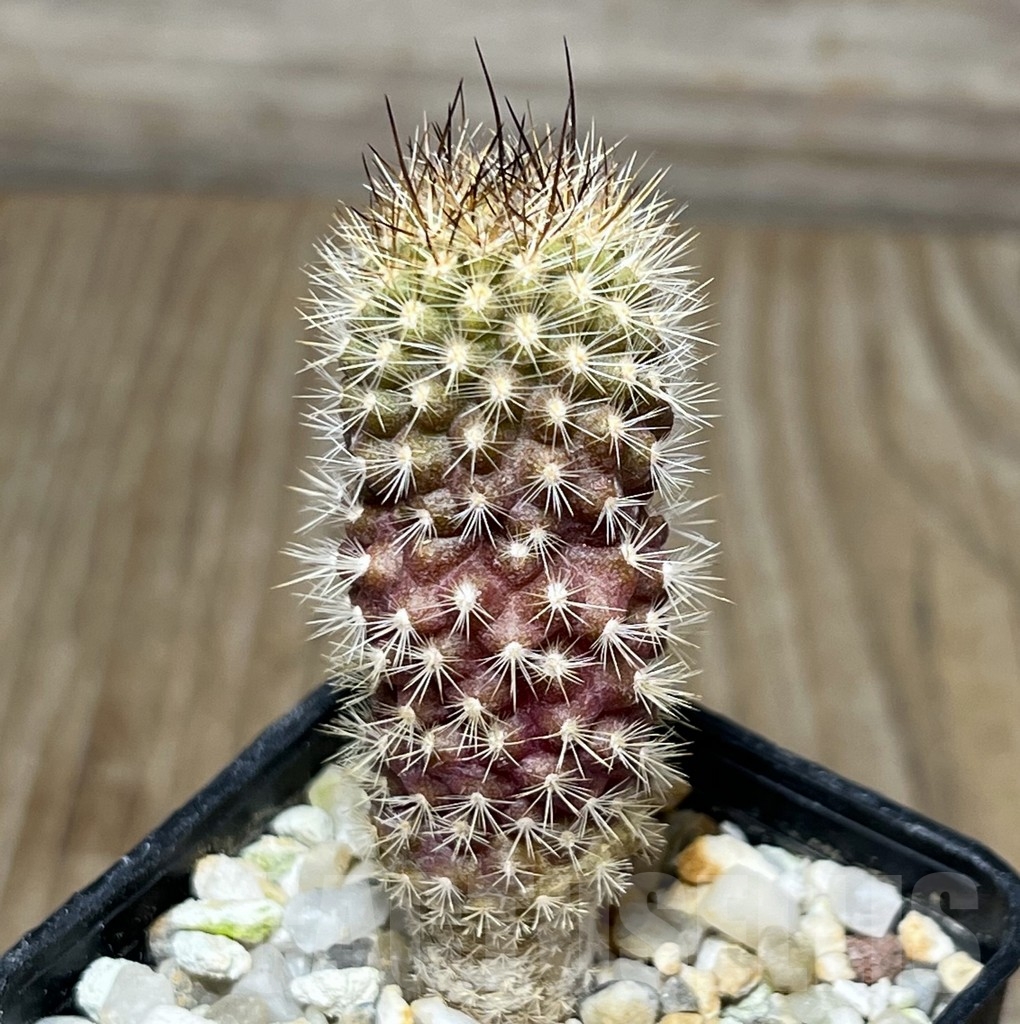 SHPR18976 Neoporteria polyraphis