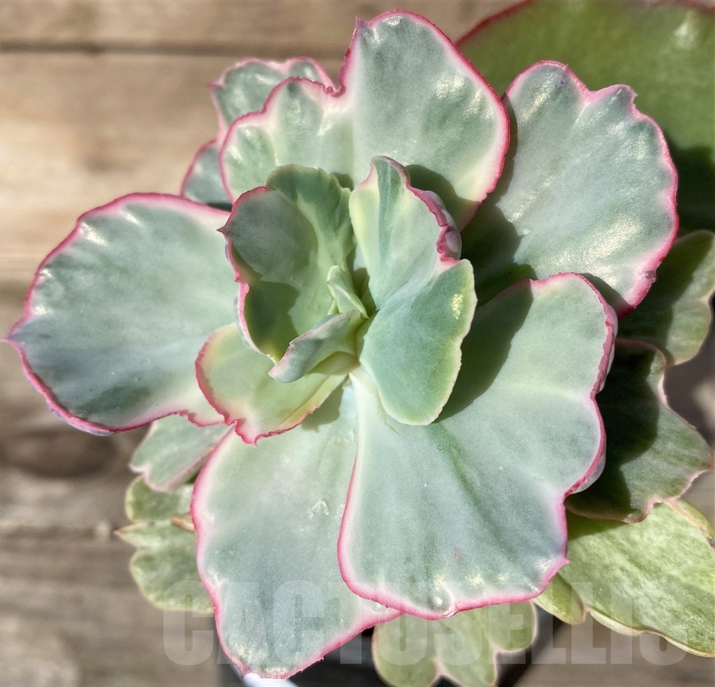 SHPR18362 Echeveria 'Flying Cloud' f. variegata - immagine 2