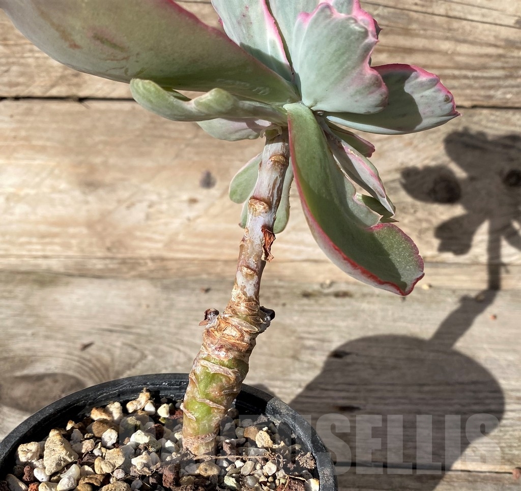 SHPR18362 Echeveria 'Flying Cloud' f. variegata - immagine 3