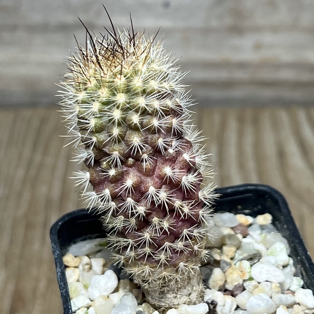 SHPR18976 Neoporteria polyraphis – Bild 2