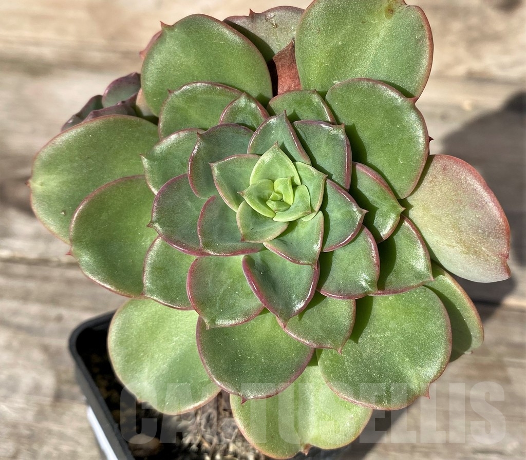 SHPR18363 Echeveria noble, 3 haeds