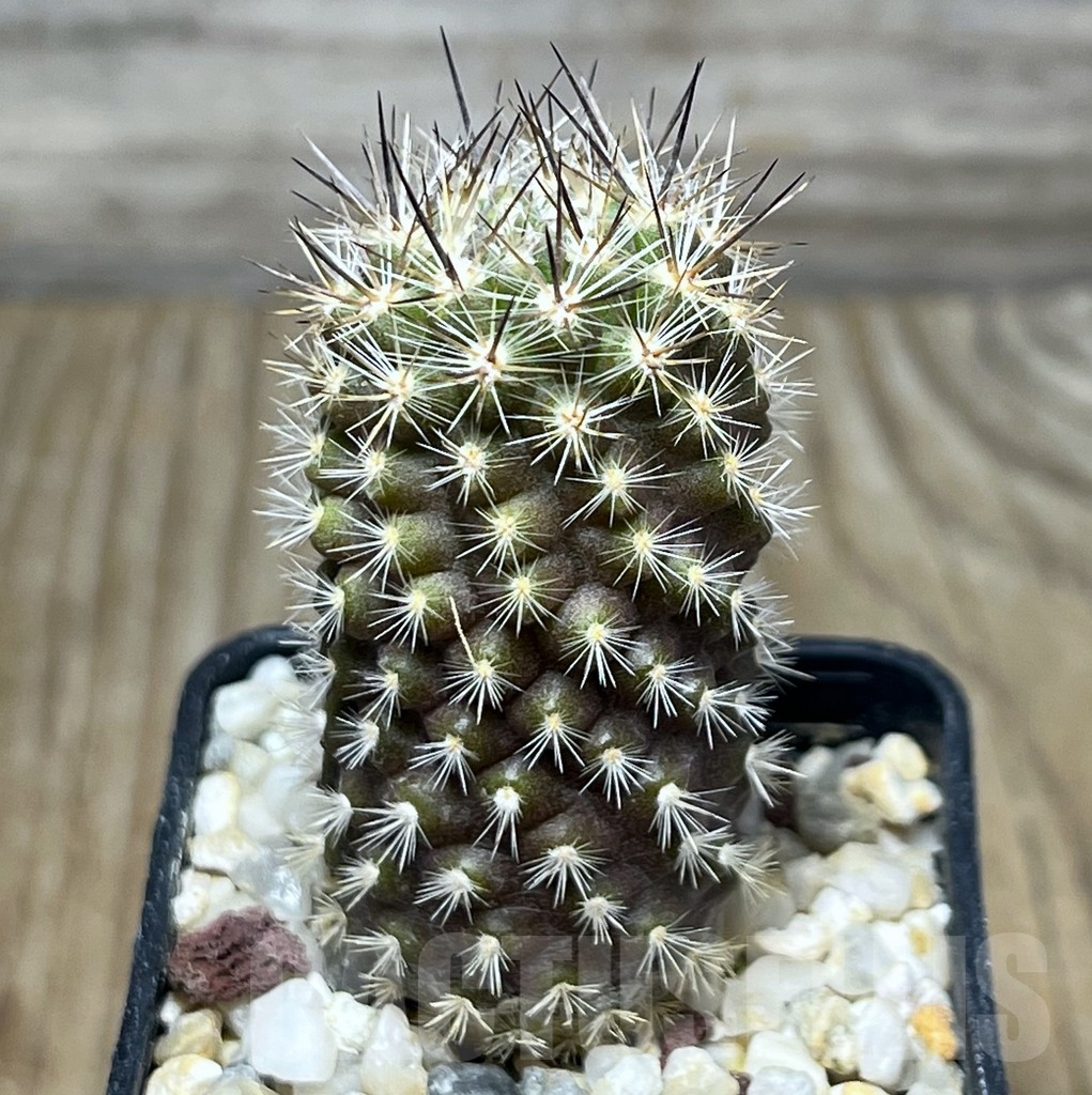 SHPR18977 Neoporteria polyraphis