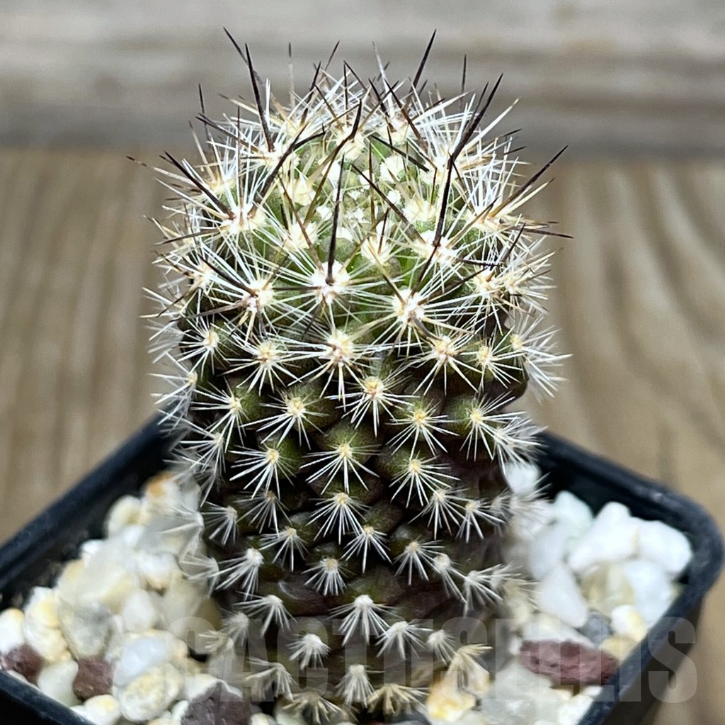 SHPR18977 Neoporteria polyraphis - Image 2