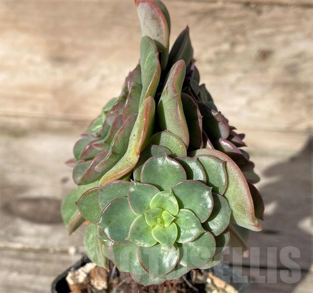 SHPR18363 Echeveria noble, 3 haeds - immagine 2