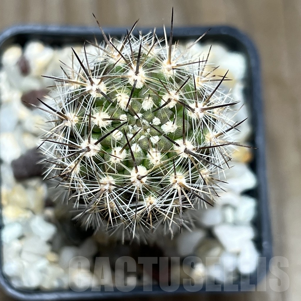 SHPR18977 Neoporteria polyraphis - Image 3