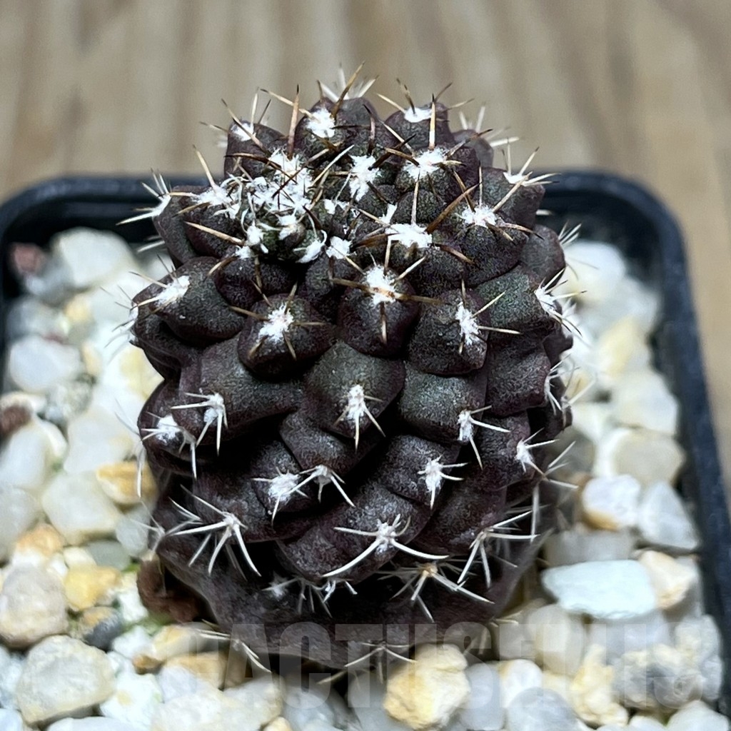 SHPR18979 Neochilenia jussieui