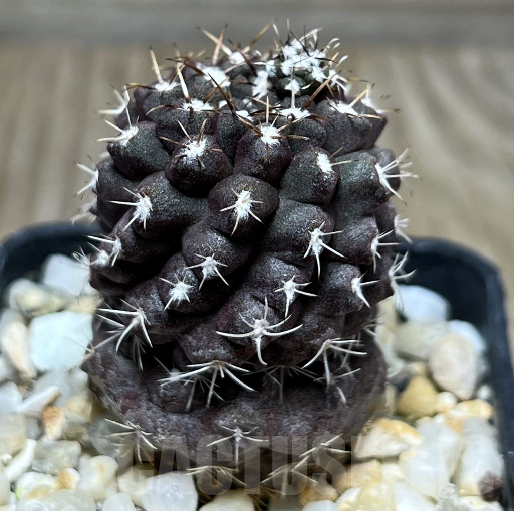 SHPR18979 Neochilenia jussieui - immagine 2