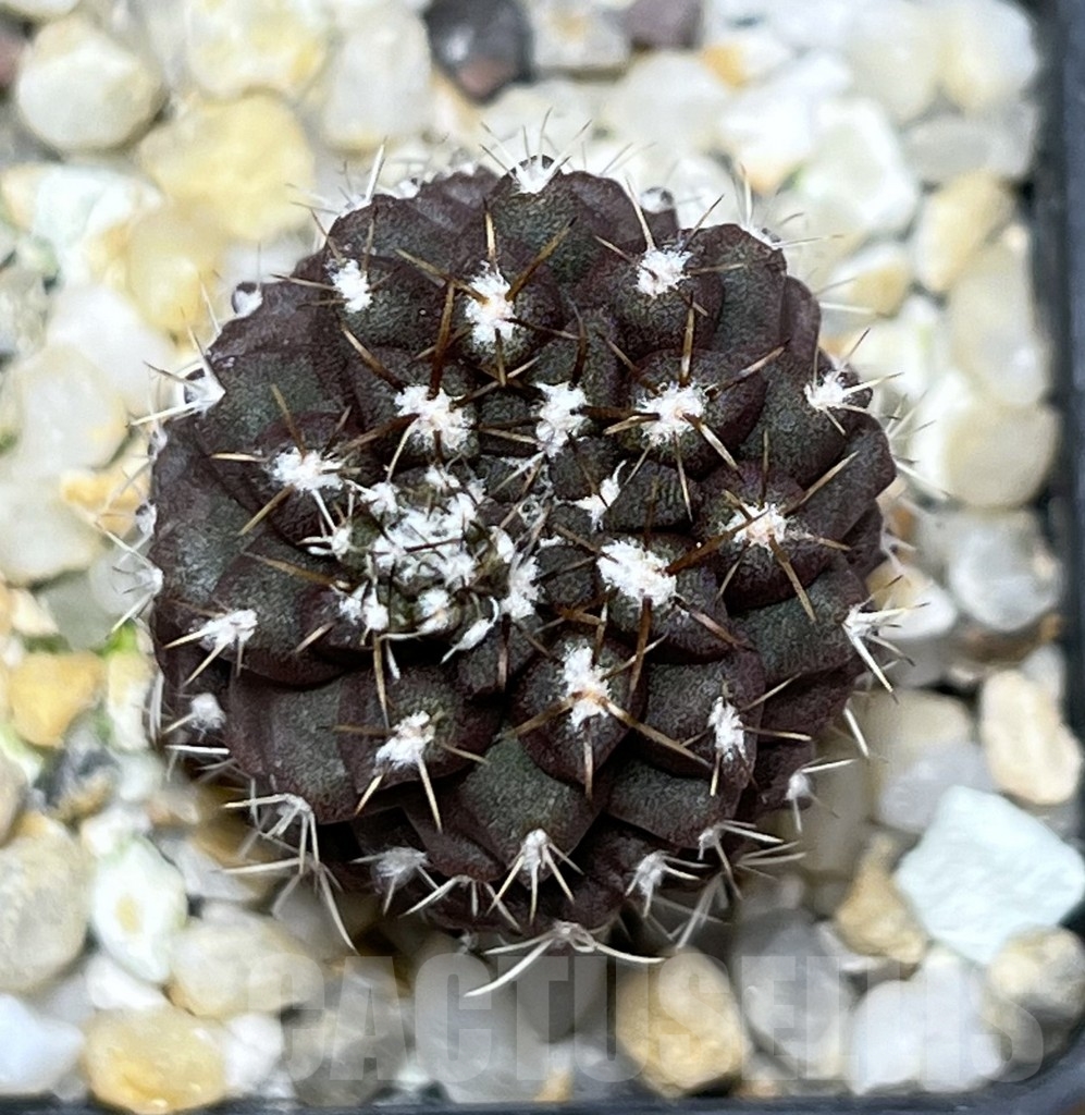 SHPR18979 Neochilenia jussieui - immagine 3