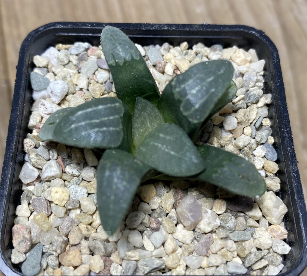 VVG18366 Haworthia groenewaldii -Buffeljagsrivier- seedling - Image 2