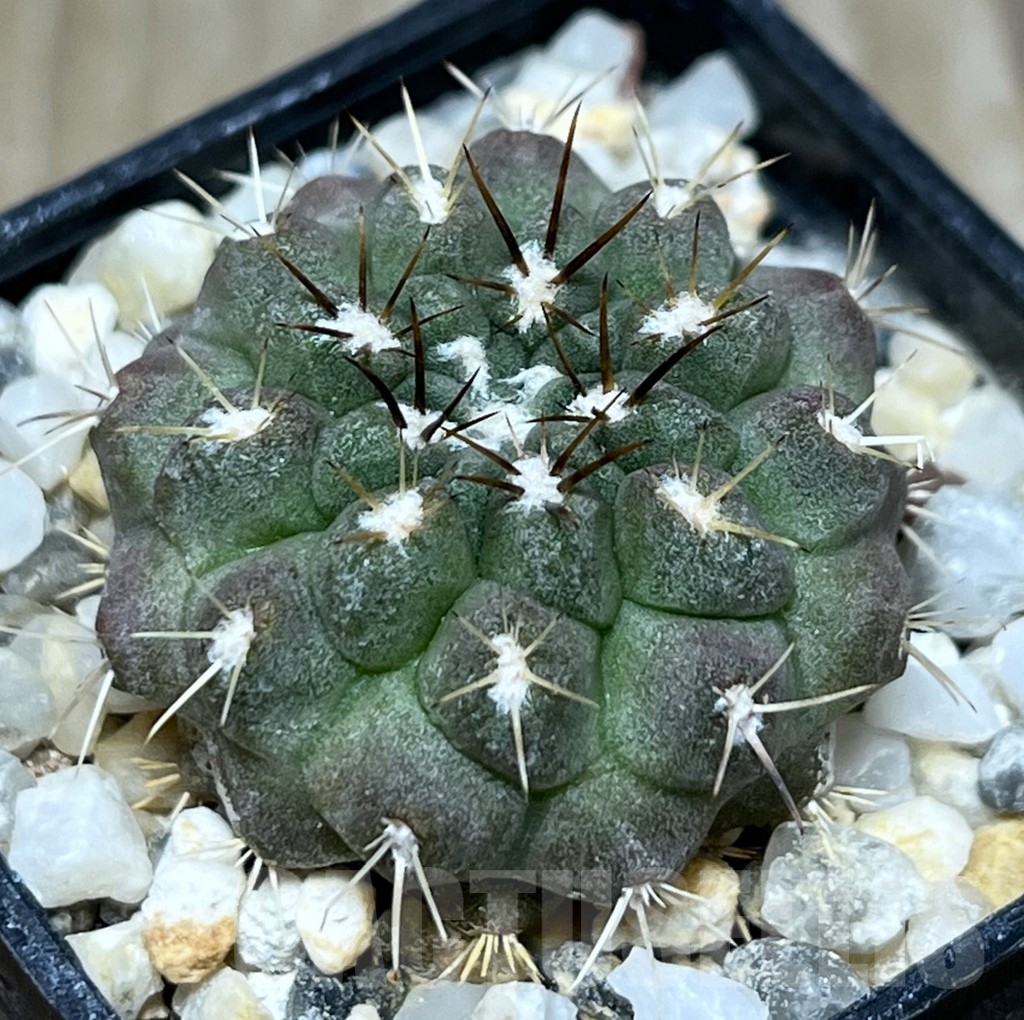 SHPR18980 Neochilenia jussieui