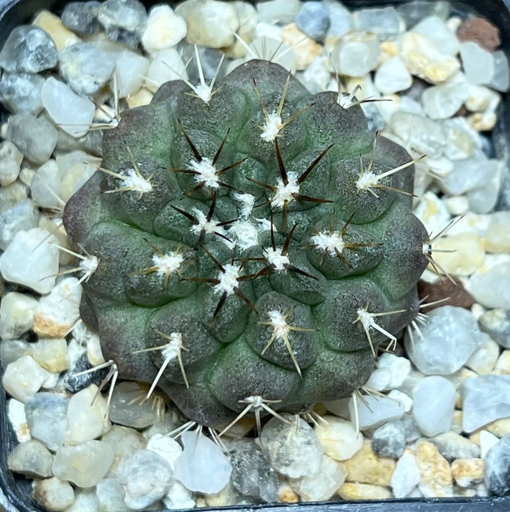 SHPR18980 Neochilenia jussieui - immagine 2