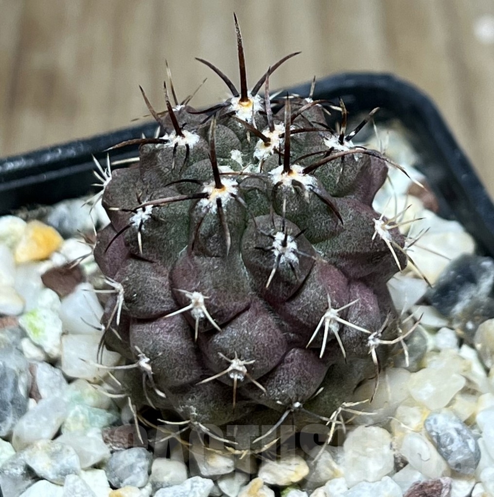 SHPR18981 Neochilenia jussieui