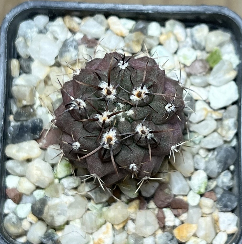 SHPR18981 Neochilenia jussieui - Image 2