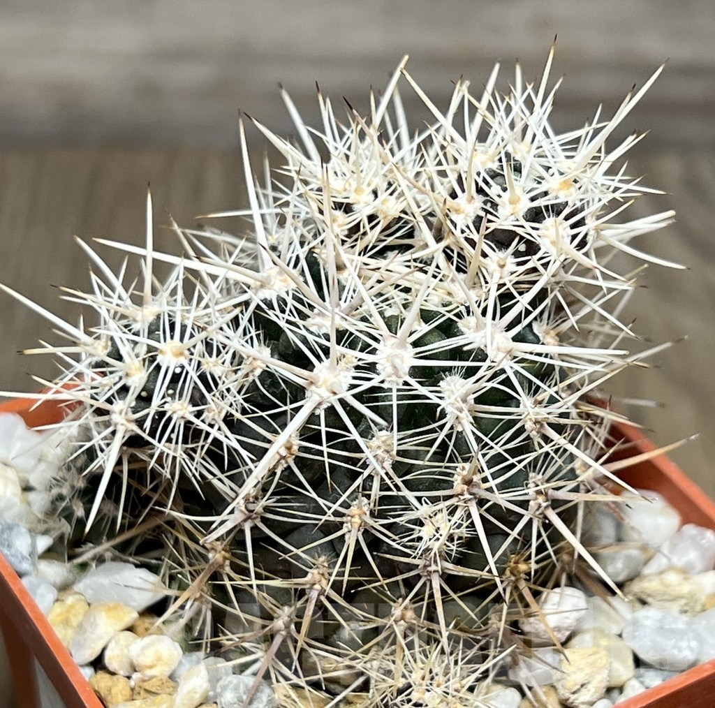 SHPR18982 Neoporteria laniceps MG 1031.3 - Image 2
