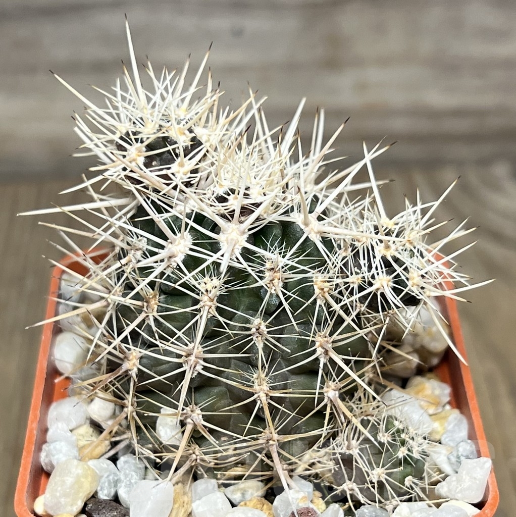 SHPR18982 Neoporteria laniceps MG 1031.3