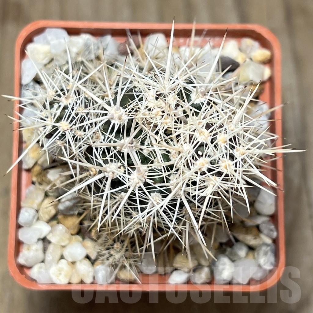 SHPR18982 Neoporteria laniceps MG 1031.3 - Image 3