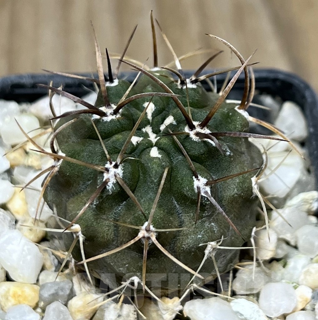 SHPR18983 Neoporteria scoparia