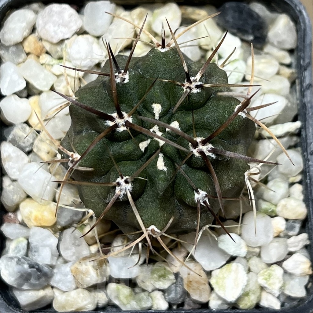 SHPR18983 Neoporteria scoparia - Obrázek 2