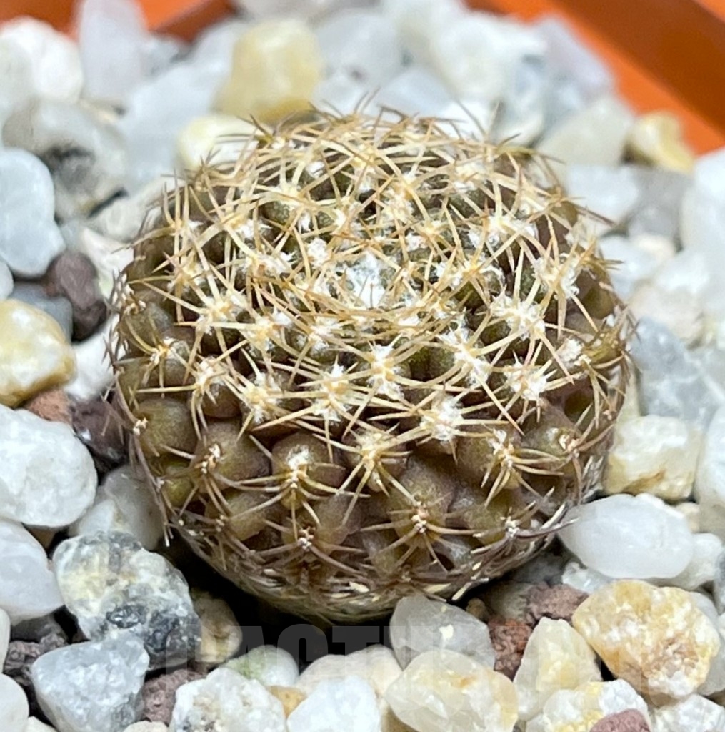 SHPR18991 Thelocephala aerocarpa AW 105