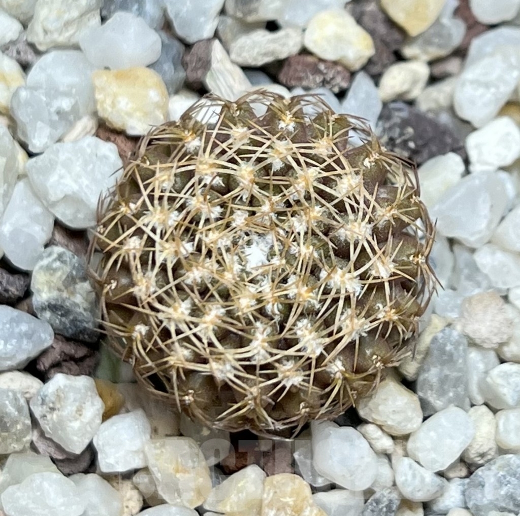 SHPR18991 Thelocephala aerocarpa AW 105 - Imagen 2