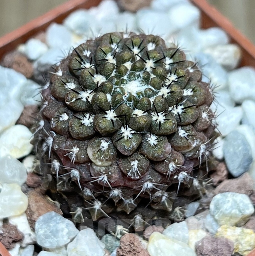 SHPR18992 Thelocephala esmeraldana