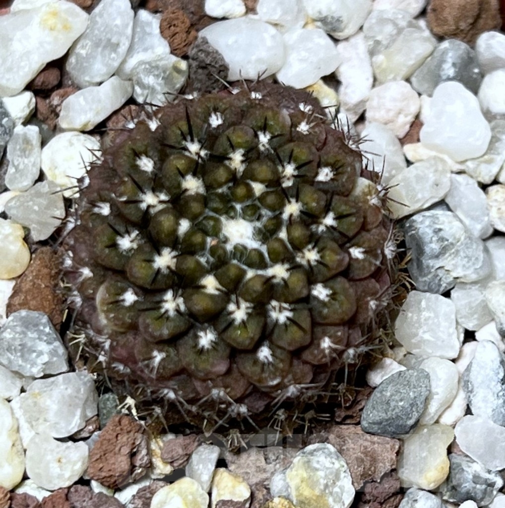 SHPR18992 Thelocephala esmeraldana - Imagen 2