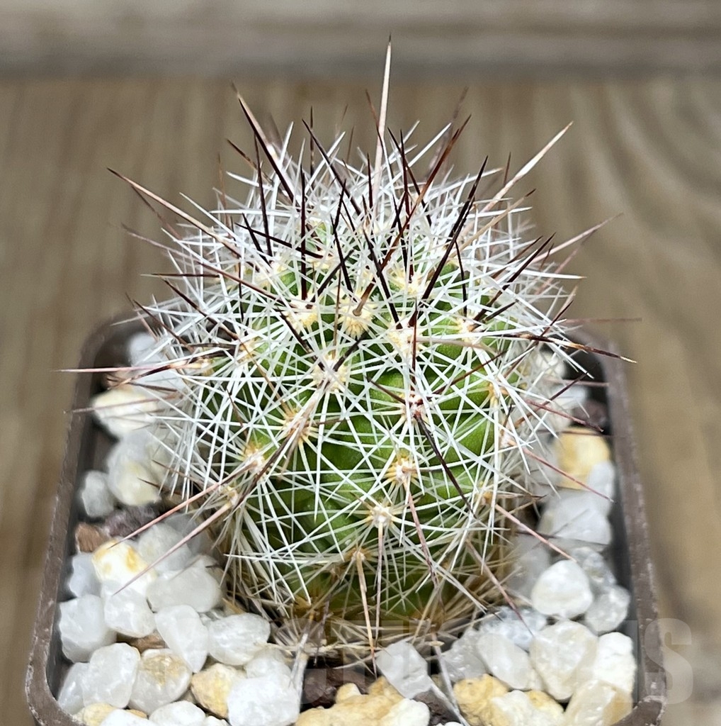 SHPR18993 Thelocactus lausseri