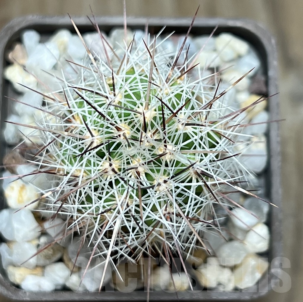 SHPR18993 Thelocactus lausseri - immagine 2