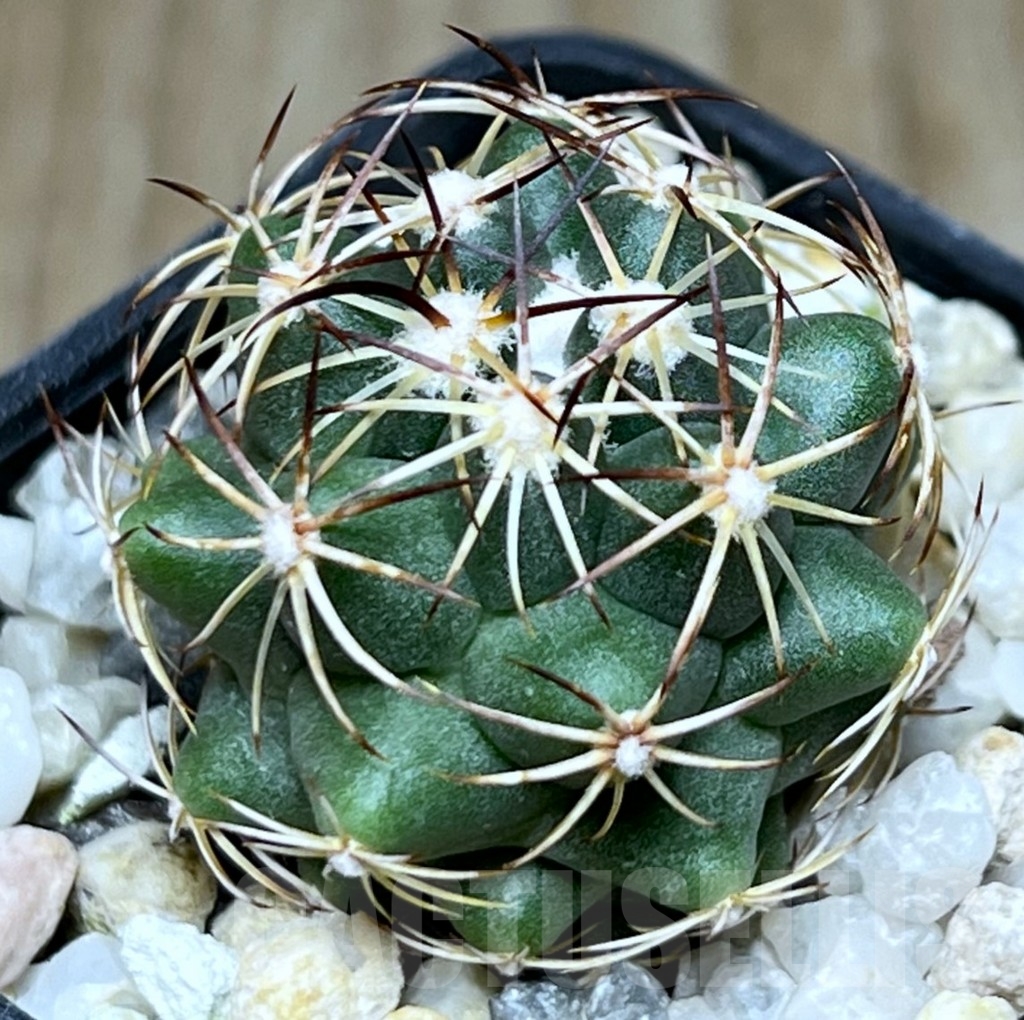 SHPR18997 Coryphantha schwarziana MG 135.4