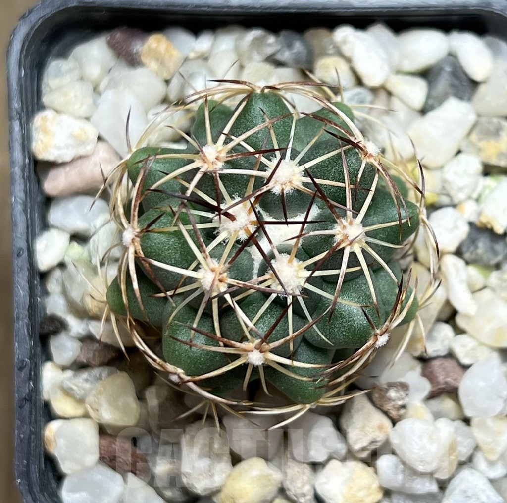 SHPR18997 Coryphantha schwarziana MG 135.4 - 画像 (2)