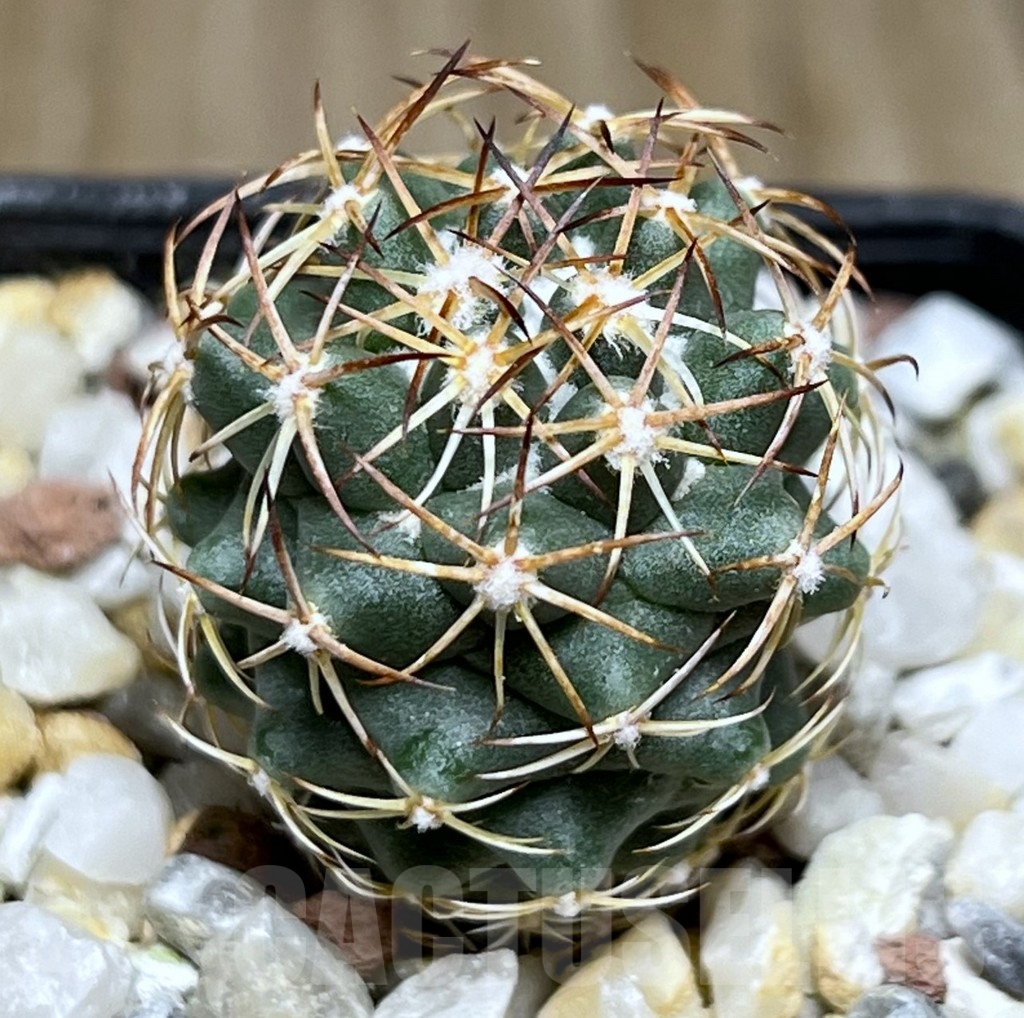 SHPR18998 Coryphantha schwarziana MG 135.4