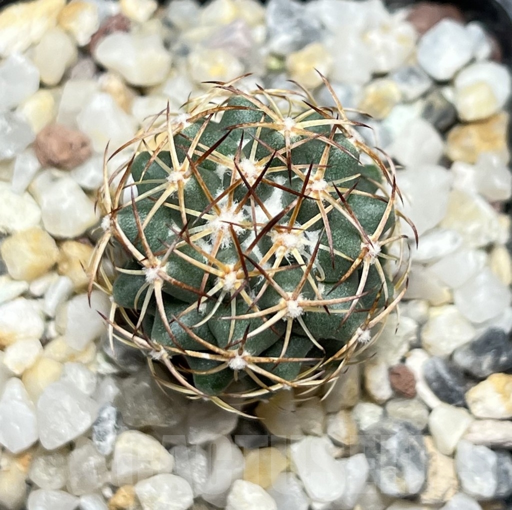 SHPR18998 Coryphantha schwarziana MG 135.4 - 画像 (2)