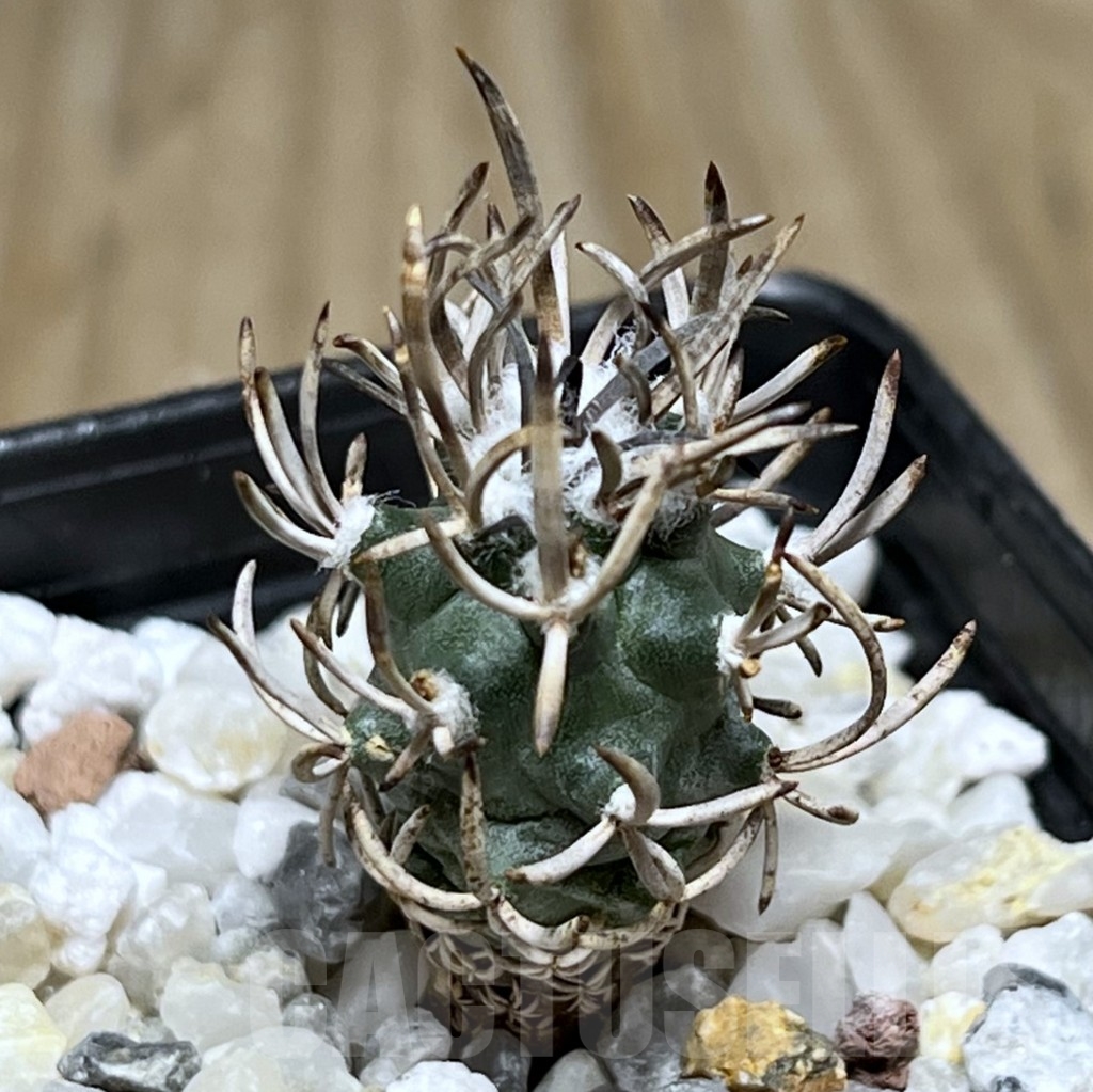 SHPR18999 Turbinicarpus flaviflorus VM 1016