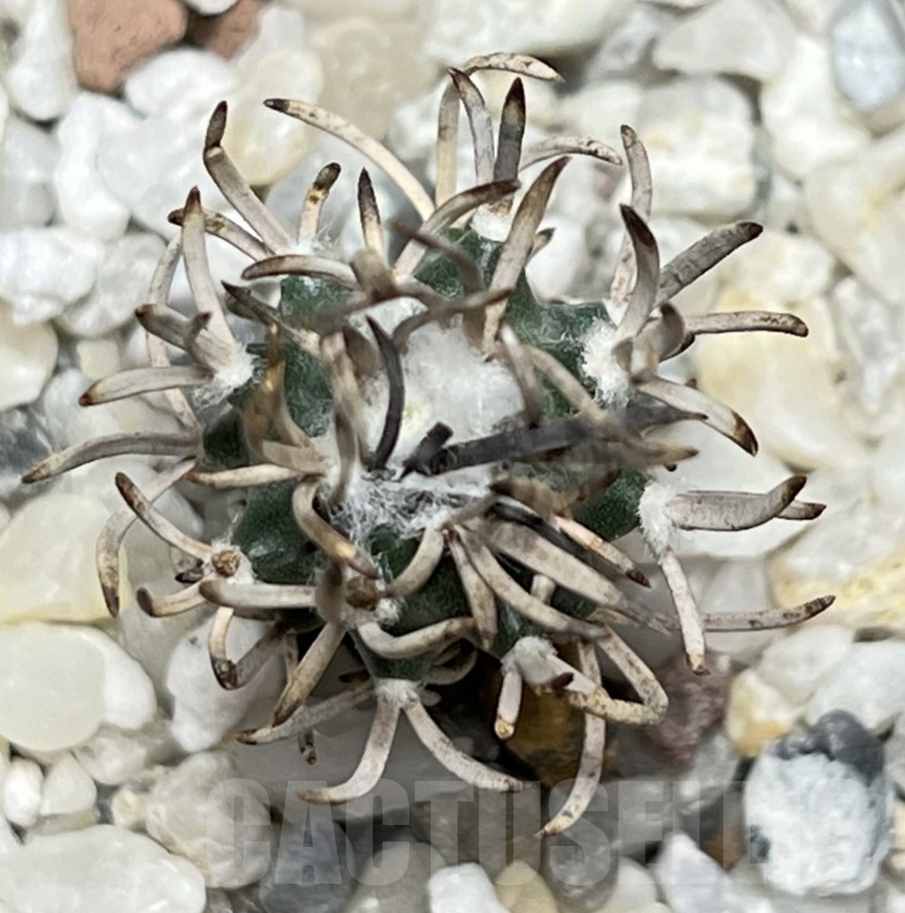 SHPR18999 Turbinicarpus flaviflorus VM 1016 - 画像 (2)